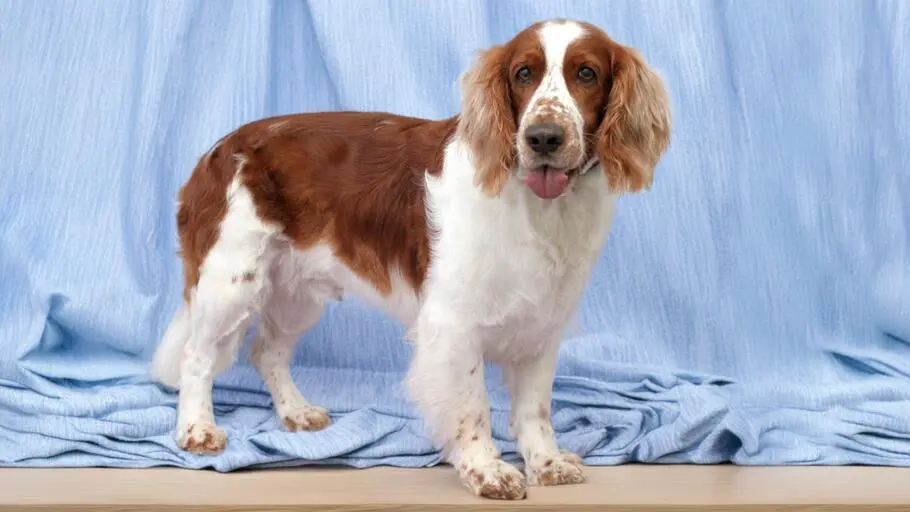 Strzyżenie modelowe