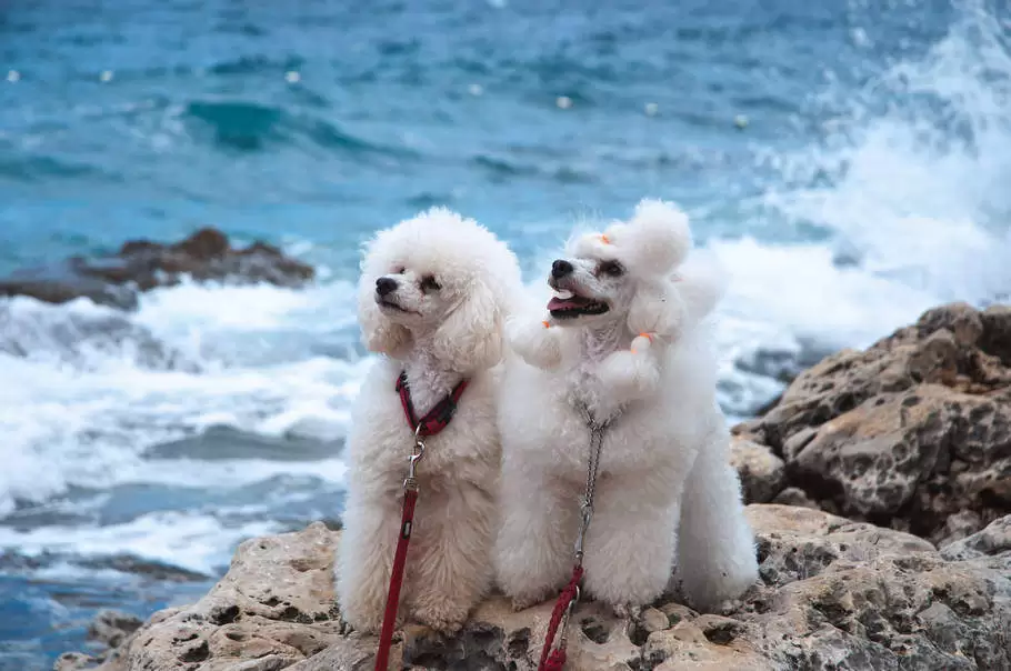 Strzyżenie Różnych Ras Psów w Szczecinie