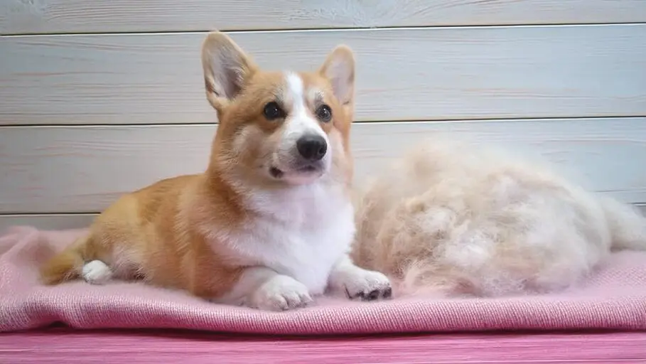 Wyczesanie Podszerstka