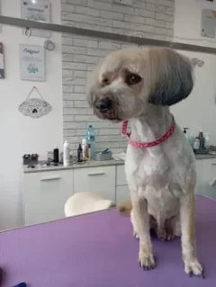 Zobacz niesamowitą przemianę Meli, Kundelki ze Szczecina, po wizycie w naszym salonie! Profesjonalne strzyżenie, pielęgnacja i miłość do zwierząt.