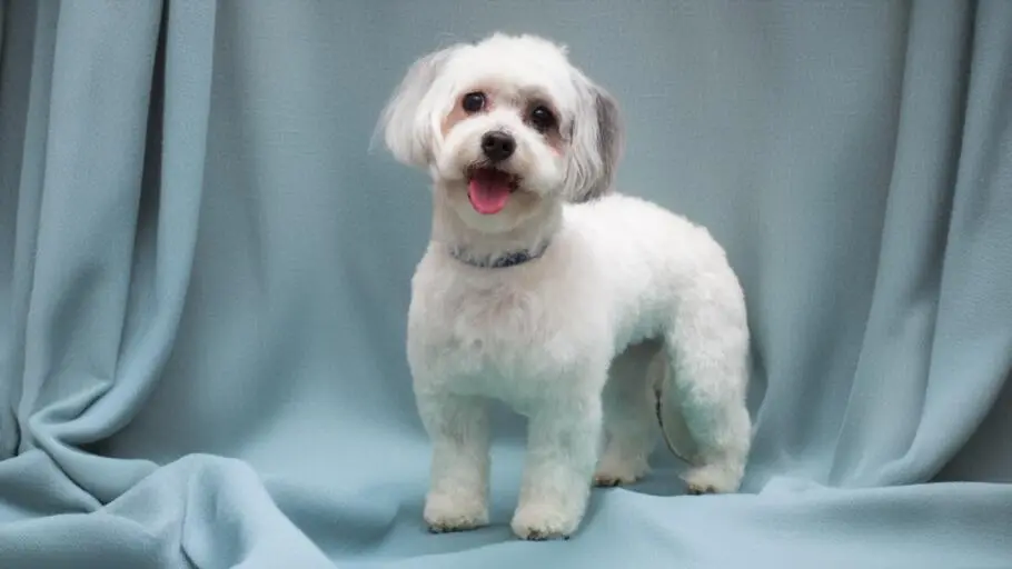 Dane kontaktowe salonu groomerskiego “Amaltea Studio” w Szczecinie