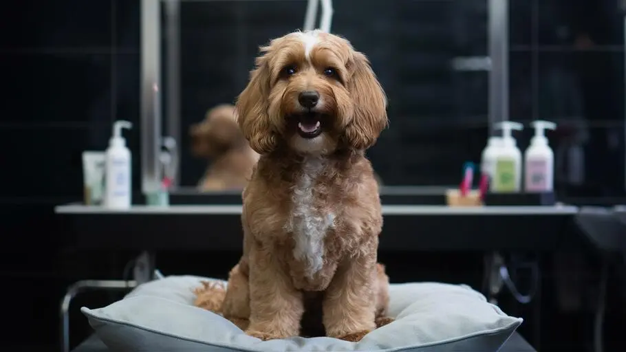 Strzyżenie cockapoo w Szczecinie