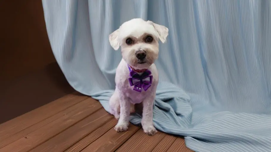 Strzyżenie maltańczyka w Szczecinie