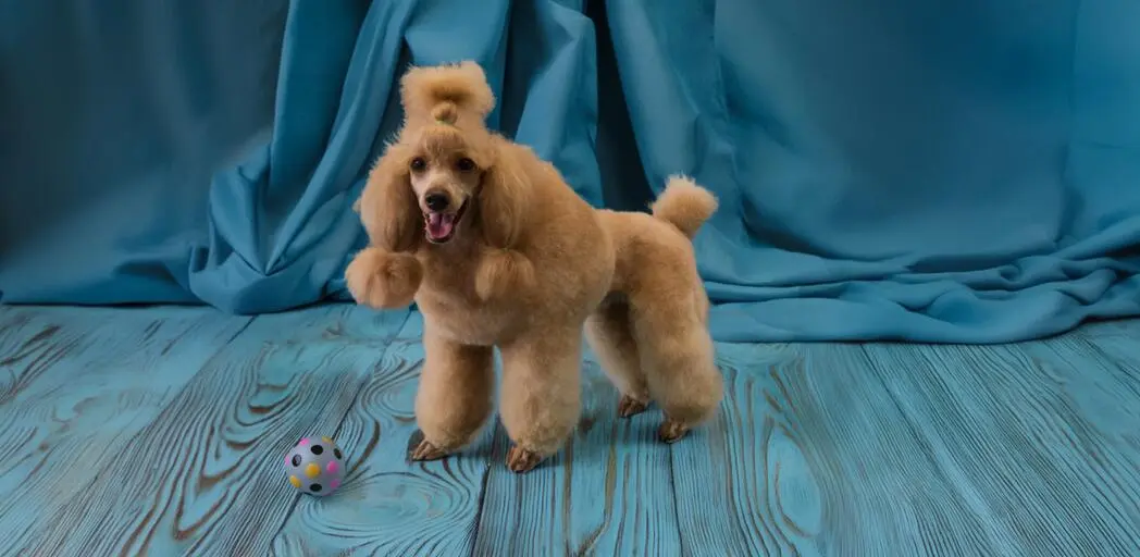 Strzyżenie pudla miniaturowego w Szczecinie