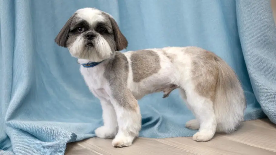 Strzyżenie shih-tzu w Szczecinie