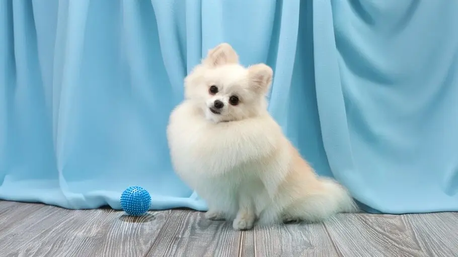 Strzyżenie szpica w Szczecinie