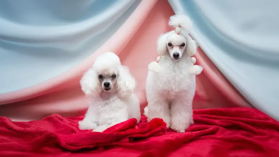 Strzyżenie toy pudla w Szczecinie