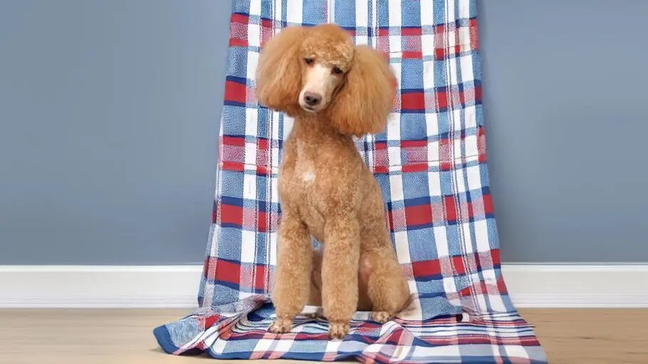 Strzyżenie pudla małego w Szczecinie