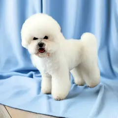 bichon frise strzyżenie psa Szczecin