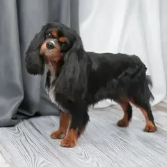 cavalier king charles spaniel strzyżenie psa Szczecin