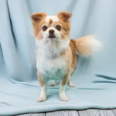 chihuahua strzyżenie psa Szczecin