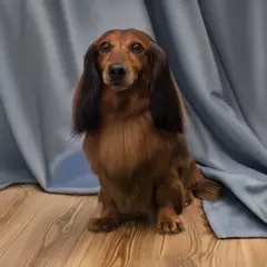 jamnik strzyżenie psa Szczecin