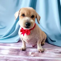 kundel strzyżenie psa Szczecin