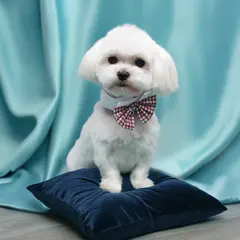 maltańczyk strzyżenie psa Szczecin