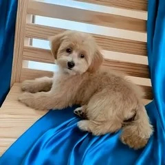 maltipoo strzyżenie psa Szczecin