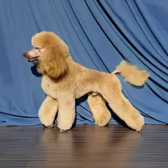 pudel duży strzyżenie psa Szczecin