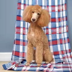 pudel mały strzyżenie psa Szczecin