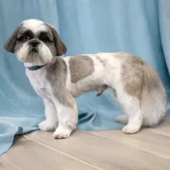 shih-tzu strzyżenie psa Szczecin
