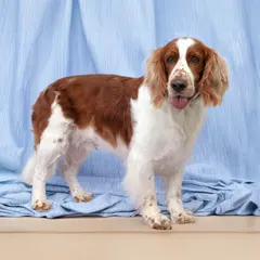 spaniel strzyżenie psa Szczecin