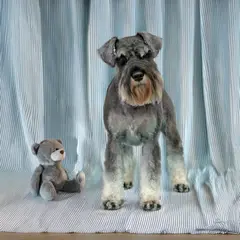 sznaucer miniaturowy strzyżenie psa Szczecin