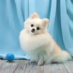 szpic strzyżenie psa Szczecin