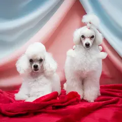 toy poodle strzyżenie psa Szczecin