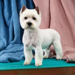 west strzyżenie psa Szczecin