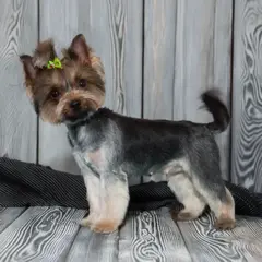 york strzyżenie psa Szczecin