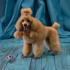 pudel miniaturowy strzyżenie psa Szczecin