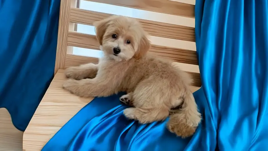 Strzyżenie maltipoo w Szczecinie