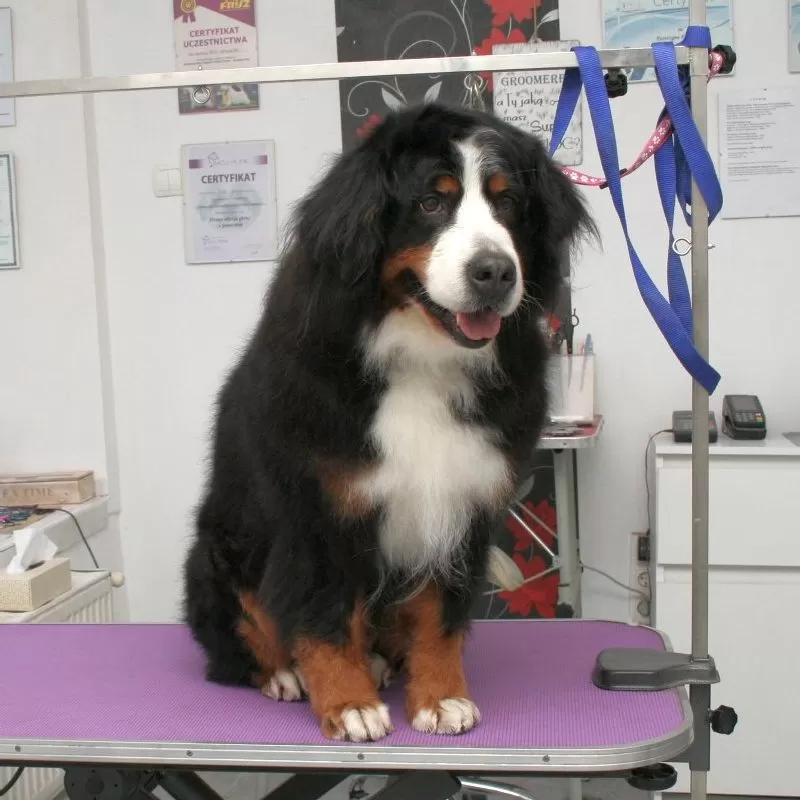 Profesjonalne strzyżenie Bernenczyka w Szczecinie! Zobacz metamorfozę Belli w naszym salonie. Kompleksowa pielęgnacja, najlepsze kosmetyki i doświadczeni groomerzy.