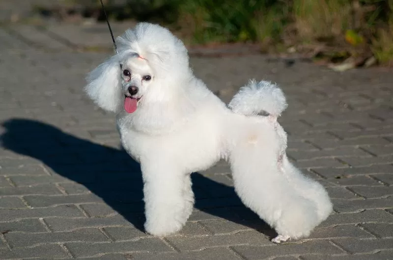 Odkryj fascynującą historię pudla Bielci i dowiedz się, jak dbać o jego elegancką fryzurę. Poznaj sekrety pielęgnacji pudli i zapewnij swojemu pupilowi szczęśliwe życie! [Szeroki zakres informacji o rasie i porad.]