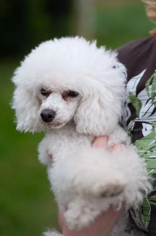 Poznaj uroczą pudelkę toy Toffie i jej codzienne przygody! Odkryj tajniki pielęgnacji pudli, porady dotyczące bezpieczeństwa psa w domu i zabawne anegdoty ze świata małych pupili.