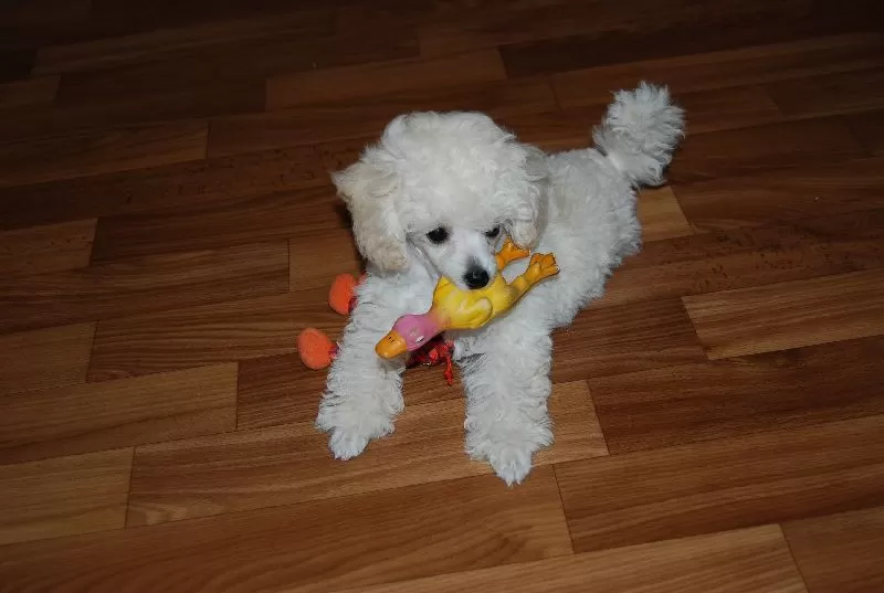 Poznaj uroczą historię pudelka toy Jolki i jej kaczuszki. Odkryj radość z posiadania psa, porady dotyczące bezpieczeństwa i pielęgnacji małych ras. Idealne dla miłośników zwierząt!