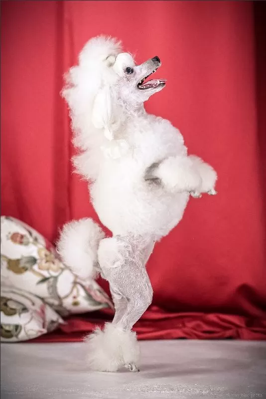 Poznajcie Manję, białego pudla, który podbija sceny! Odkryjcie jej talent, historię i dowiedzcie się, jak dbać o pudla, by był zdrowy i szczęśliwy. Porady грумера i смешные истории czekają!