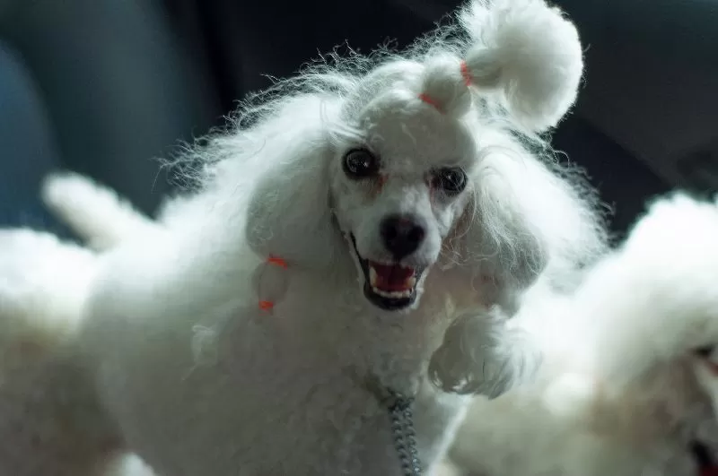 Poznaj Bielcię, uroczego pudelka w taksówce! Przeczytaj o jej przygodach i odkryj cenne porady dotyczące pielęgnacji i bezpieczeństwa psów tej rasy.