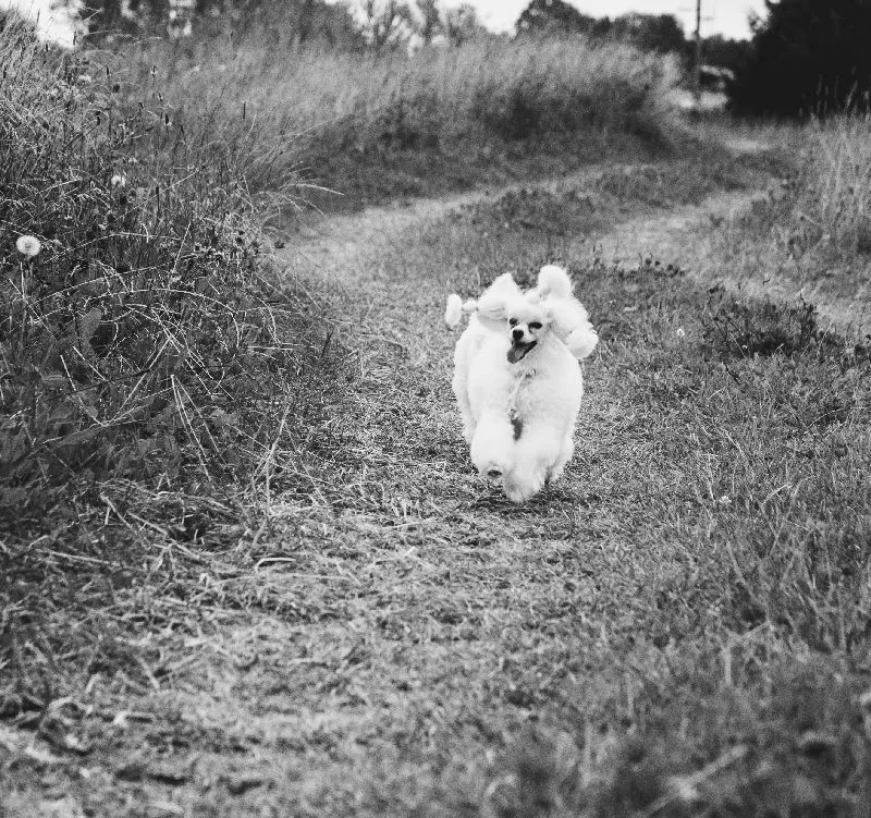 Poznaj Bielcię, radosnego toy pudelka z wiejską duszą! Odkryj jej przygody, porady dotyczące pielęgnacji i bezpieczeństwa psów. Dowiedz się, jak dbać o swojego pupila!
