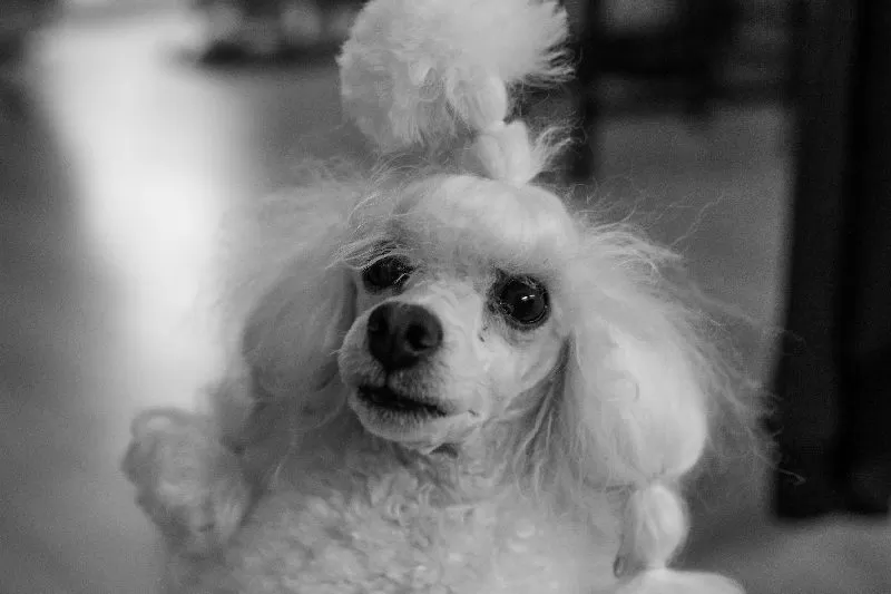 Poznaj Bielcię, radosnego białego psa, i odkryj fascynującą historię o przygodach w szarym labiryncie. Dowiedz się więcej o pielęgnacji i bezpieczeństwie białych psów!