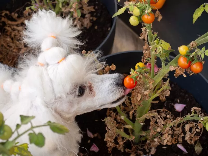 Przygoda pudla toy Bielci z pomidorami w ogrodzie! Odkryj historię, porady dotyczące pielęgnacji pudli i bezpieczeństwa roślin w domu. Dowiedz się więcej!