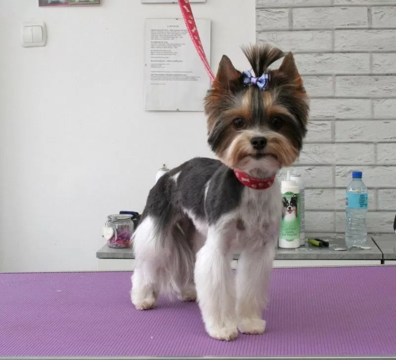 Zobacz metamorfozę Lili, biwiera yorka, po profesjonalnym strzyżeniu w Szczecinie! Perfekcyjna pielęgnacja, kąpiel i stylizacja dla Twojego pupila.