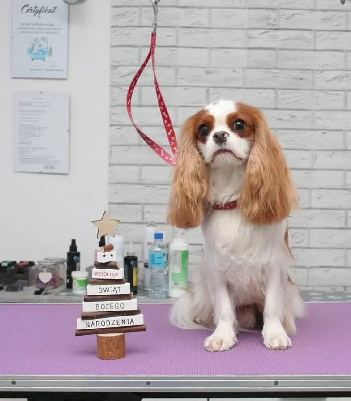 Profesjonalne strzyżenie Cavalier King Charles Spaniel w Szczecinie. Zobacz metamorfozę Lili i dowiedz się, jak dbamy o wygląd i komfort Twojego pupila!