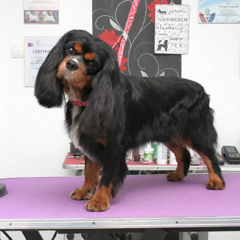 Profesjonalne strzyżenie Cavalier King Charles Spaniel w Szczecinie. Zobacz, jak Bella, urocza suczka, przeszła metamorfozę w naszym salonie groomerskim! Sprawdź szczegóły pielęgnacji i umów wizytę.