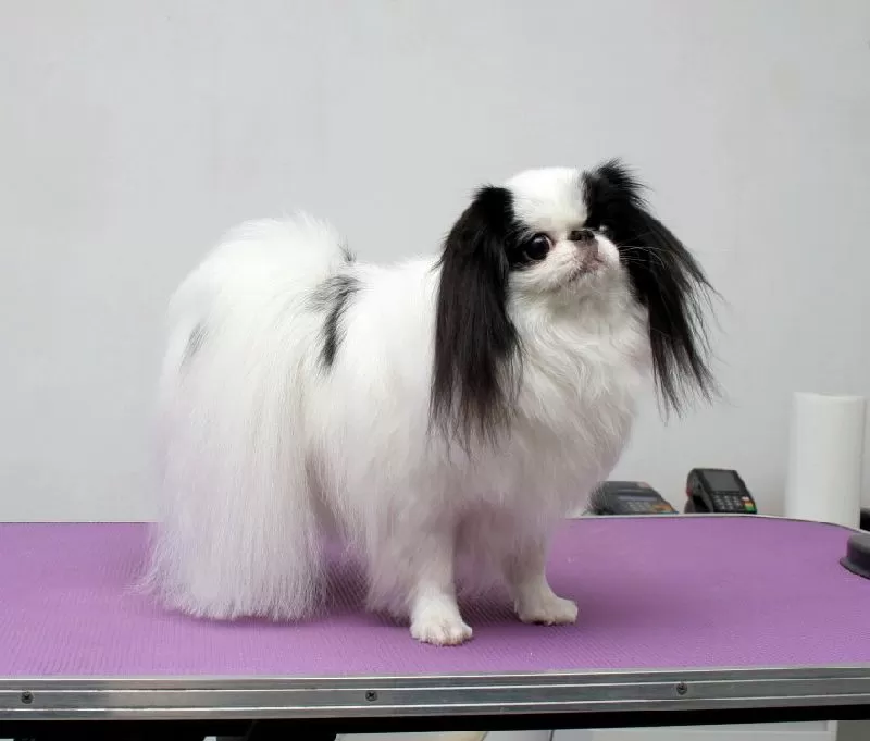 Profesjonalne strzyżenie Chin Japoński w Szczecinie. Zobacz, jak metamorfozę przeszła Miko! Kompleksowa pielęgnacja, kąpiel, strzyżenie i szczotkowanie. Zadbaj o wygląd swojego pupila!