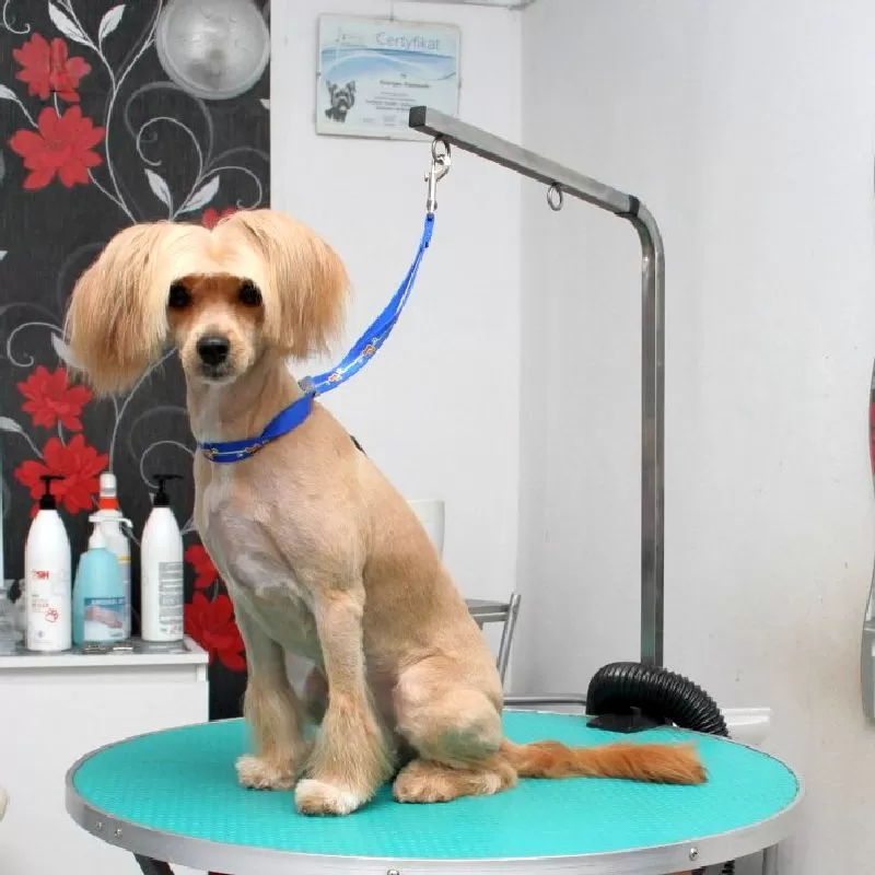 Profesjonalne strzyżenie chińskiego grzywacza Lulu w Szczecinie. Kąpiel, modelowanie fryzury i szczęśliwy pies! Sprawdź naszą ofertę groomingu.