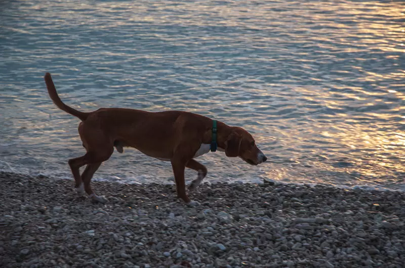 Poznaj historię Figo, beagle'a uwielbiającego plażę! Dowiedz się, jak dbać o beagle i zapewnić im bezpieczeństwo podczas spacerów. Praktyczne porady dla miłośników psów!