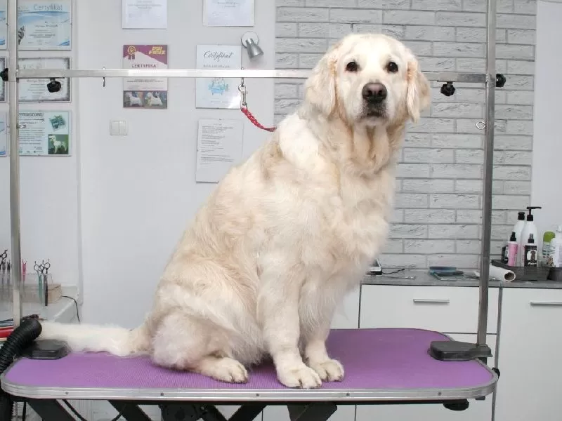 Zobacz metamorfozę Belli, przepięknego Golden Retrievera, po wizycie w naszym salonie w Szczecinie! Profesjonalne strzyżenie, kąpiel i pielęgnacja dla Twojego pupila. Sprawdź, jak dbamy o psy!