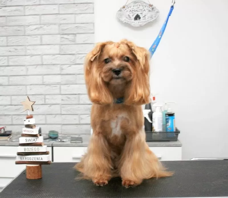 Profesjonalne strzyżenie Golden Yorka w Szczecinie! Zobacz, jak Lili przeszła metamorfozę w naszym salonie groomingu. Dbamy o piękny wygląd i komfort Twojego pupila.