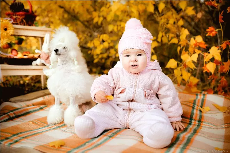 Odkryj uroki jesieni z dziewczynką i jej pudlem toy! Porady, ciekawostki o rasie i bezpieczeństwo psa w domu. Idealne dla miłośników zwierząt!