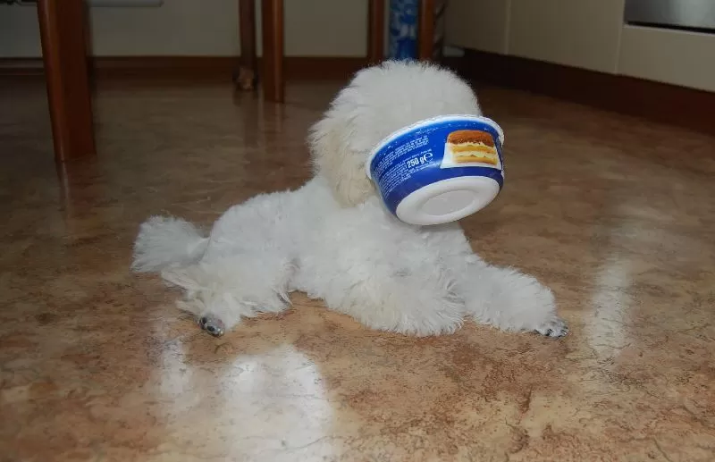 Poznajcie zabawną historię pudla Joli i dowiedzcie się, jak dbać o bezpieczeństwo psów w domu. Porady od groomera i ciekawostki o rasie pudel!