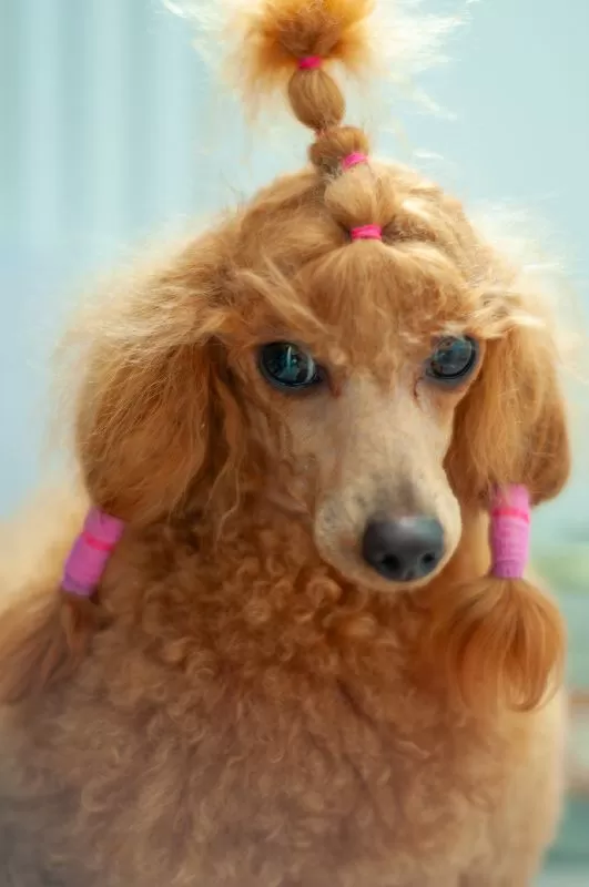 Poznaj Kasandrę, pudla miniaturowego z wielkiego miasta! Odkryj jej uroczą historię, zabawne przygody i cenne porady dotyczące pielęgnacji pudli. Dowiedz się, jak dbać o sierść i zdrowie swojego pupila.